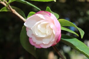 Come Coltivare le Camelie a Fioritura Invernale